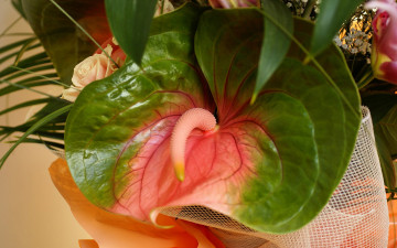 Картинка цветы антуриум цветок фламинго