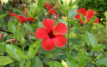 Картинка цветы гибискусы