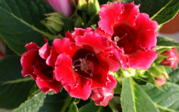 Картинка цветы глоксиния синнингия