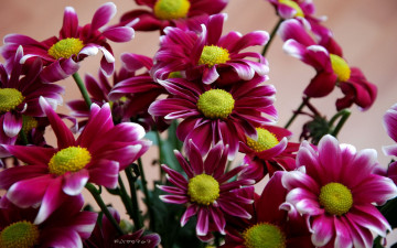 обоя цветы, хризантемы