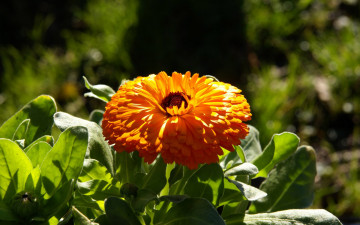 Картинка цветы календула