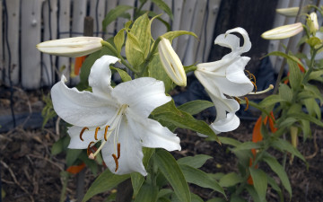 Картинка цветы лилии лилейники
