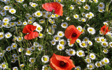 Картинка цветы луговые полевые