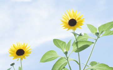 Картинка цветы подсолнухи