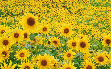 Картинка цветы подсолнухи