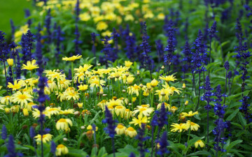 Картинка цветы разные вместе