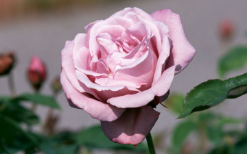 Картинка цветы розы