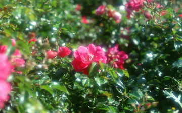 Картинка цветы розы