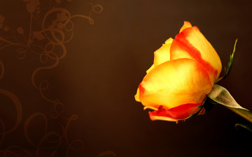 Картинка цветы розы