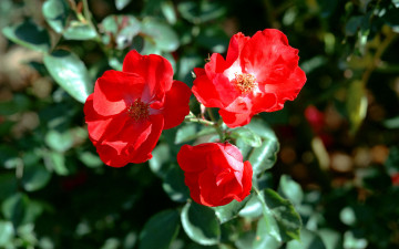 Картинка цветы шиповник