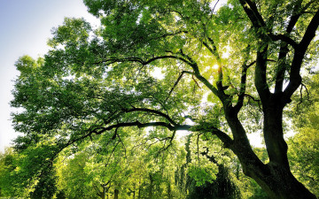 Картинка природа деревья