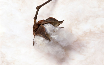 Картинка природа макро