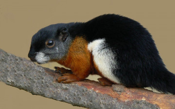 Картинка животные белки