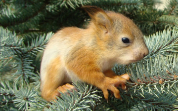 Картинка животные белки