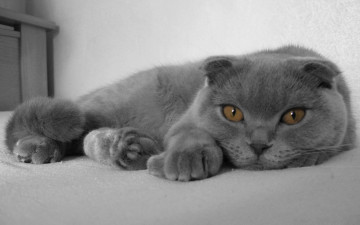 Картинка животные коты