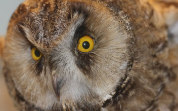 Картинка животные совы