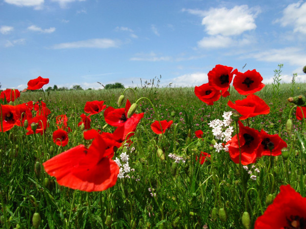 Обои картинки фото цветы, маки