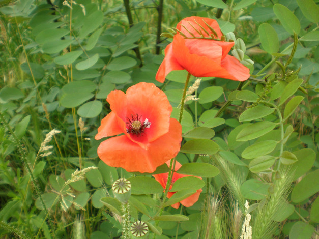 Обои картинки фото цветы, маки