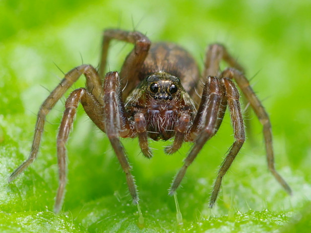 Обои картинки фото naturalist, гляделки, волком, животные, пауки