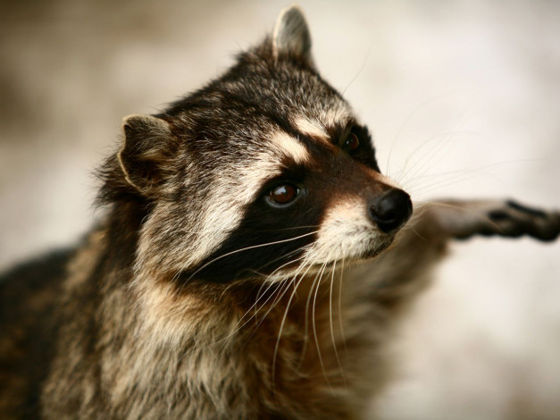 Обои картинки фото животные, еноты