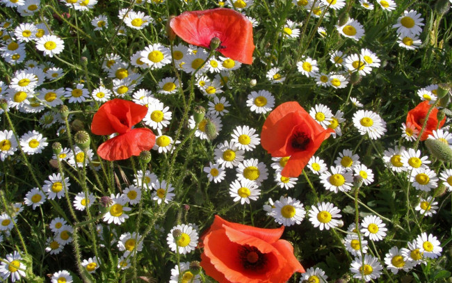 Обои картинки фото цветы, луговые, полевые