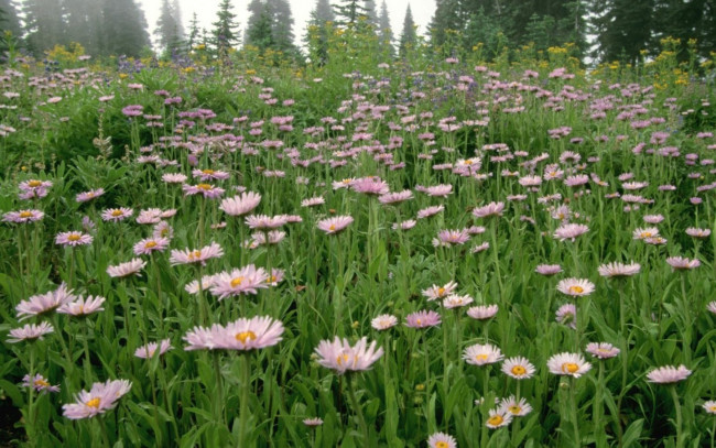 Обои картинки фото цветы, маргаритки