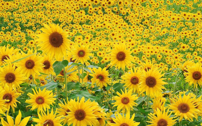 Обои картинки фото цветы, подсолнухи