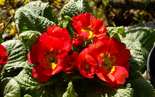 Обои картинки фото цветы, примулы