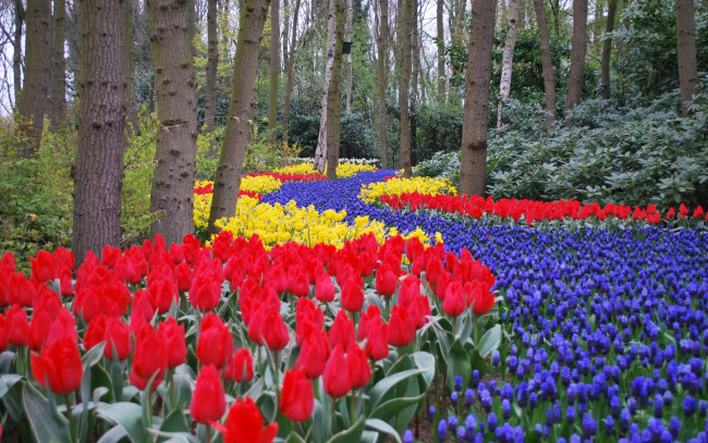 Обои картинки фото цветы, разные, вместе