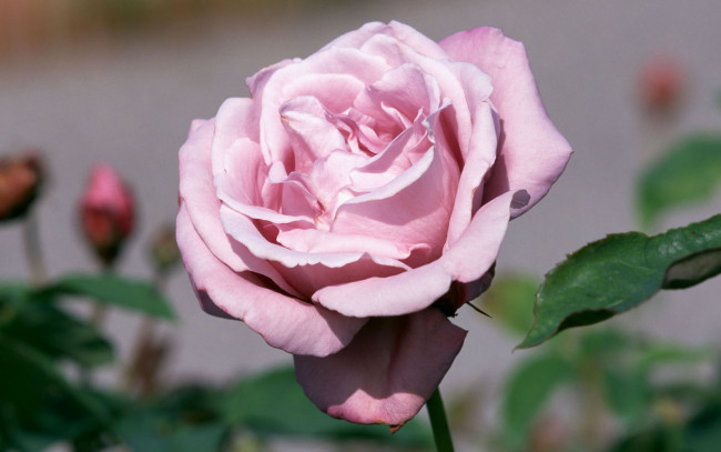 Обои картинки фото цветы, розы