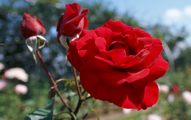 Обои картинки фото цветы, розы