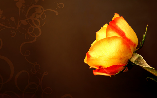 Обои картинки фото цветы, розы