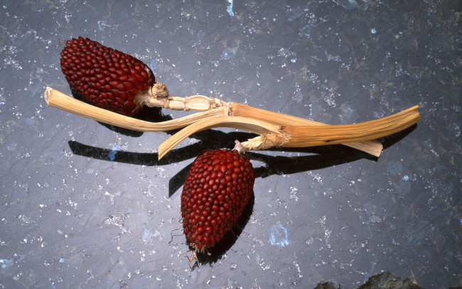 Обои картинки фото природа, макро