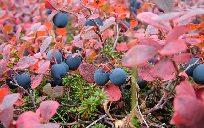 Обои картинки фото природа, Ягоды