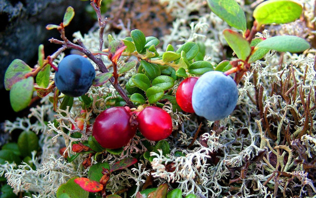 Обои картинки фото природа, Ягоды