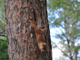 Картинка животные белки