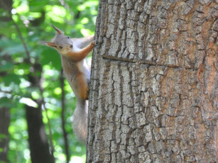 Картинка животные белки