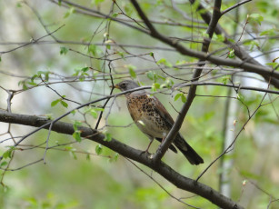 Картинка животные птицы