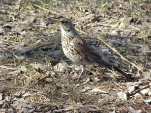 Картинка животные птицы