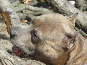 обоя животные, собаки