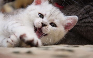 Картинка животные коты