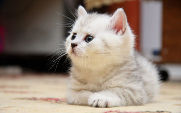 Картинка животные коты