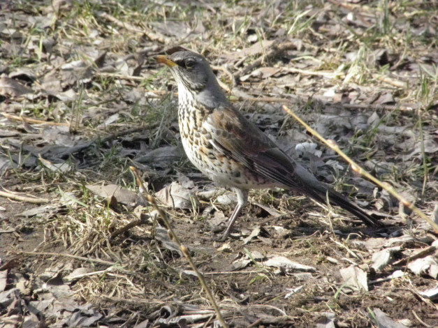 Обои картинки фото животные, птицы