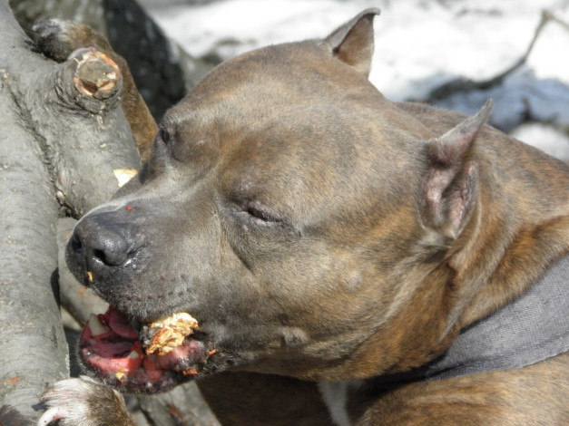 Обои картинки фото животные, собаки