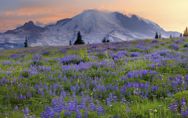 Обои картинки фото природа, луга