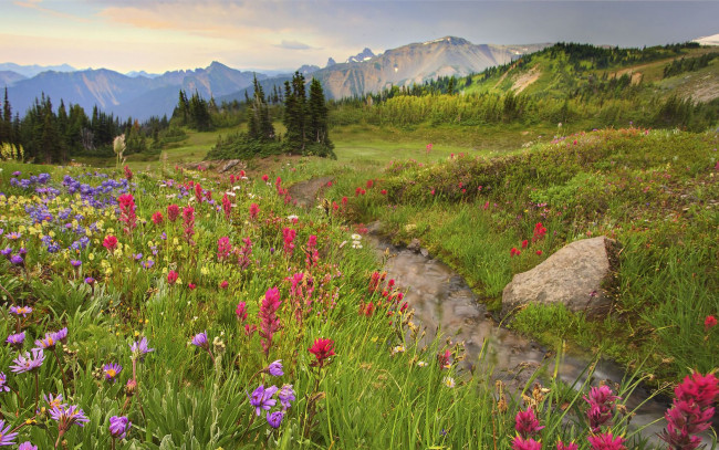 Обои картинки фото природа, луга