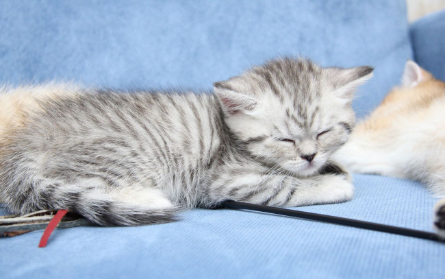 Обои картинки фото животные, коты