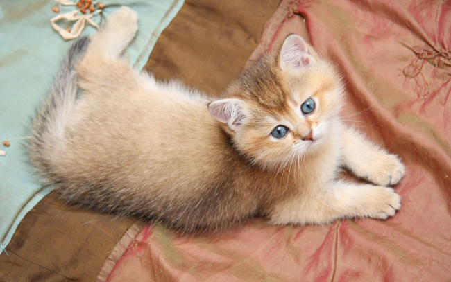 Обои картинки фото животные, коты