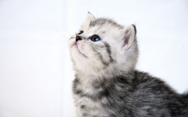 Обои картинки фото животные, коты