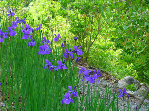 Картинка цветы ирисы